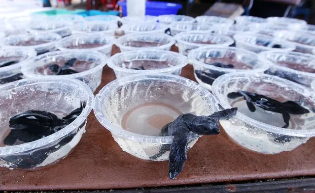 Baby turtles wait to be released into the ocean in Bali, Indonesia, Tuesday, August 16, 2016. About 1,000 baby turtles were released in an event held to celebrate the 71st anniversary of the country's independence. (Photo by Firdia Lisnawati/AP Photo)