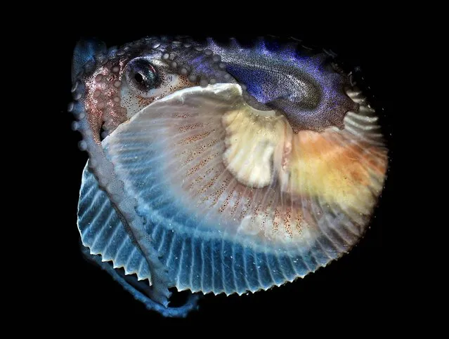 A baseball-sized female Argonaut, or paper nautilus, a species of cephalopod that was recently scooped out of the ocean off the California, is making herself at home at San Pedro's Cabrillo Marine Aquarium, bobbing up and down in her tank furling and unfurling her sucker-covered arms October 17, 2012. This strange octopus is rare in California, because it only lives in tropical and subtropical waters. (Photo by Gary Florin/Cabrillo Marine Aquarium)