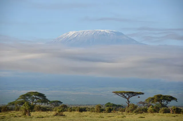 “Mists around Kilimanjaro”. This picture was taken during a safari in Amboseli. The sky was clear early in the morning, but around ten it began to cloud over around the Mountain. Creating the effect of an island over the the sea. Photo location: Amboseli National Park, Kenya. (Photo and caption by Juan Manuel Aguilera Angulo/National Geographic Photo Contest)