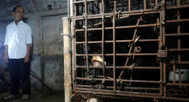 Vietnamese farmer Tran Minh Hung stands next to a cage of a sun bear before it was rescued by Animal Asia Foundation's Vietnam Bear Rescue Center in Nam Dinh province, south of Hanoi, Vietnam August 18, 2016. (Photo by Reuters/Kham)
