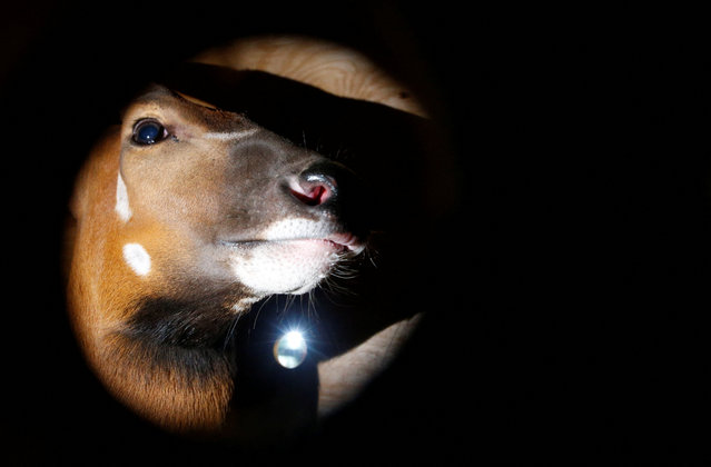 A mountain bongo, a critically endangered subspecies of forest antelopes, peers through a wooden crate as 17 mountain bongos arrive from Florida in the U.S., at the Jomo Kenyatta international Airport in Nairobi, Kenya on February 23, 2025. (Photo by Thomas Mukoya/Reuters)