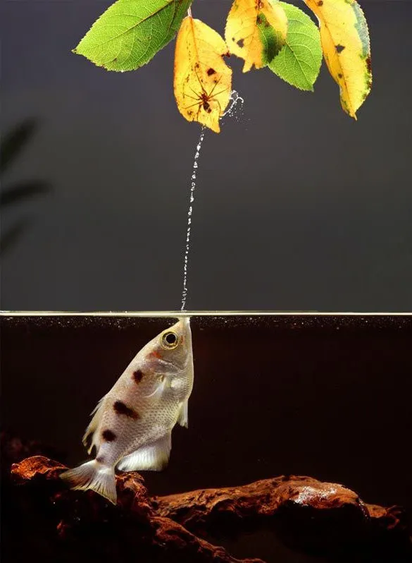 The Archerfish