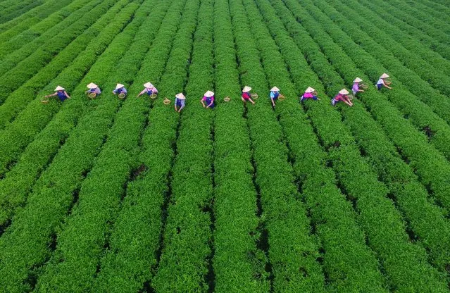 People pick tea leaves at a tea plantation in Changsha, Hunan province, China August 17, 2016. (Photo by Sheng Li/Reuters)