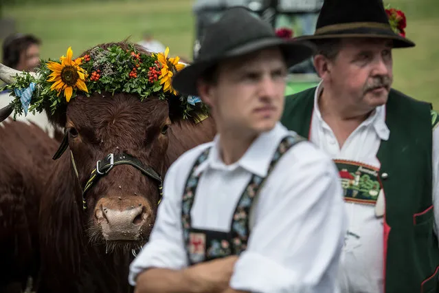 Participants wearing traditional Bavarian lederhosen wait with their ox for competing in the 2016 Muensing Oxen Race (Muensinger Ochsenrennen) on August 28, 2016 in Muensing, Germany. (Photo by Matej Divizna/Getty Images)