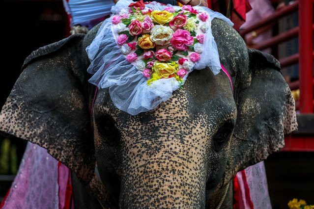 Flowers are arranged in the shape of a heart on the head of an elephant, during a Valentine's Day celebration at the Nong Nooch Tropical Garden in Chonburi province, Thailand, on February 14, 2024. (Photo by Athit Perawongmetha/Reuters)
