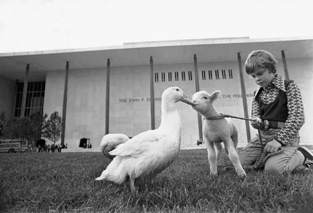 Cuddles, a white duck living at the Kennedy Center for the Performing Arts in Washington, plays with a lamb named Rosemary and actor Shane Nickerson, 8, on the center's grounds, October 5, 1972. The three are connected with the musical "Pippin," which is playing at the center. (Photo by Charles Tasnadi/AP Photo)