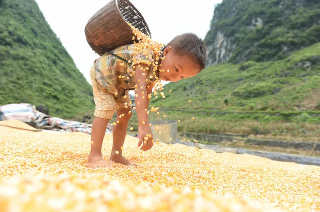 A boy helps to air dry the corn crop in Nongyong village, Guangxi province, China on August 21, 2016. (Photo by Xinhua/Barcroft Images)