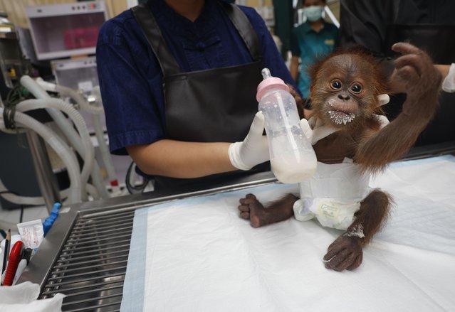 A Thai veterinarian feeds a rescued baby orangutan seized from the illegal wildlife trade at the Royal Forest Department's Wildlife Clinic in Bangkok, Thailand, 16 May 2025. Two baby orangutans were rescued after Thai police and officials from the Department of National Parks arrested a suspect before handing them over to a buyer in Bangkok on 14 May 2025, as part of the country's wildlife trafficking combat initiative under the Convention on International Trade in Endangered Species of Wildlife Fauna and Flora (CITES). (Photo by Rungroj Yongrit/EPA)