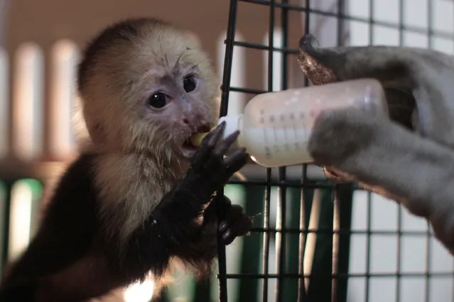 A white-headed capuchin monkey is fed during a news conference in San Salvador October 29, 2014. (Photo by Jose Cabezas/Reuters)