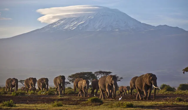 In this Monday, December 17, 2012 file photo, a herd of adult and baby elephants walks in the dawn light as the highest mountain in Africa, Mount Kilimanjaro in Tanzania, sits topped with snow in the background, seen from Amboseli National Park in southern Kenya. Africa's rare glaciers will disappear in the next two decades because of climate change, a new report warned Tuesday, Oct. 19, 2021 amid sweeping forecasts of pain for the continent that contributes least to global warming but will suffer from it most. (Photo by Ben Curtis/AP Photo/File)