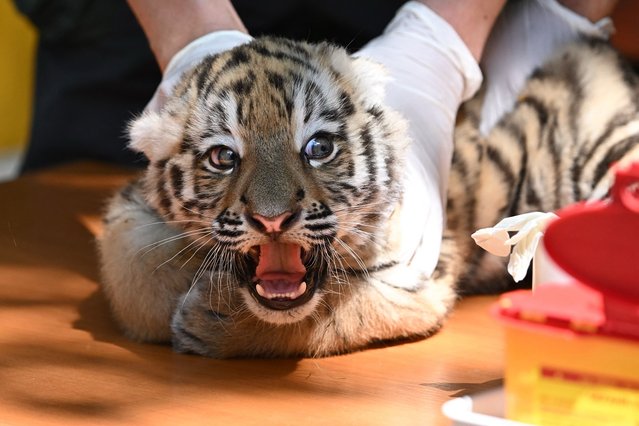 One of the Siberian tiger twins, born on April 13, 2025, is presented to the press at the Budapest zoo and botanic garden, on June 12, 2025 during their first veterinary examination. (Photo by Attila Kisbenedek/AFP Photo)