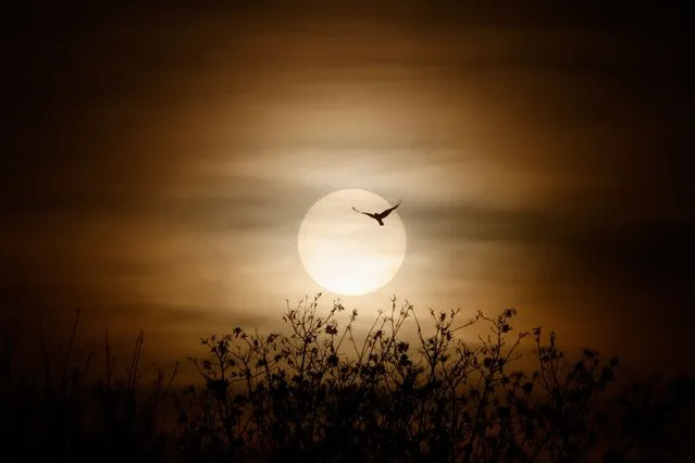 A bird flies past the setting sun which made a brief appearance from behind the clouds on December 26, 2022 in Berlin. (Photo by David Gannon/AFP Photo)