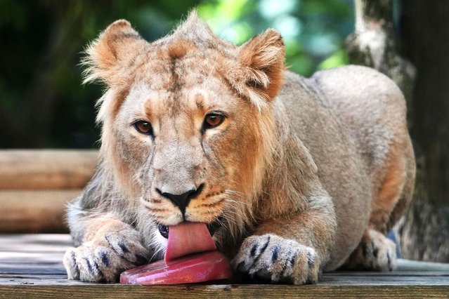 Asiatic Lion cub Mali licks a blood ice lolly at London Zoo, as parts of the UK face a fourth heatwave of the summer, with temperatures expected to rise to the mid-30s, in London, Tuesday, August 12, 2025. (Photo by Kirsty Wigglesworth/AP Photo)