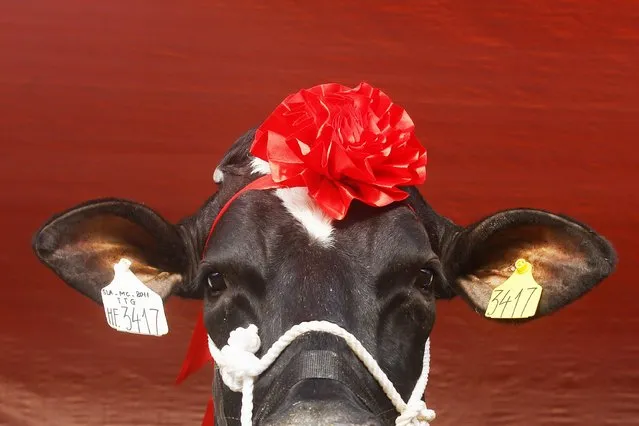 A cow is prepared for the Miss Milk Cow beauty contest in Moc Chau plateau, 200 km northwest of Hanoi in this October 15, 2014 file photo. (Photo by Reuters/Kham)