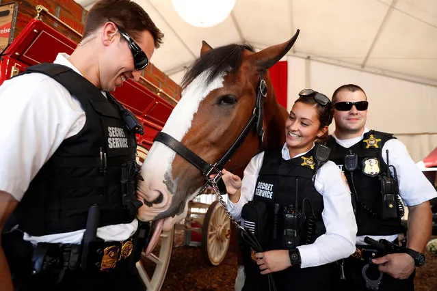 U.S. Secret Service Uniformed Division officers pose for a photo with the Budweiser Clydesdale horse outside the debate hall before the second 2016 presidential debate at Washington University in St. Louis, October 9, 2016. (Photo by Lucy Nicholson/Reuters)
