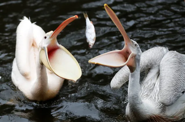 Pelicans catch a fish in a pond at closed Prague Zoo amid coronavirus disease (COVID-19) restrictions in Prague, Czech Republic, November 10, 2020. The zoo offers meal vouchers for people to contribute to feed its animals as a part of a fundraising project during lockdown. (Photo by David W. Cerny/Reuters)
