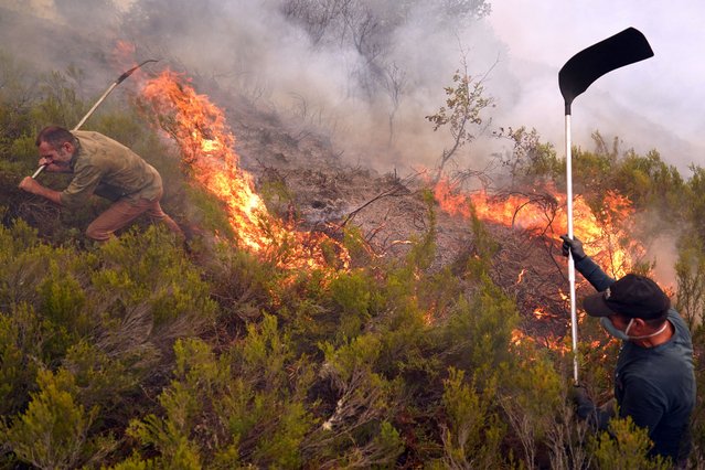 Residents use fire beaters to battle a wildfire in Colinas del Campo de Martin Moro Toledano in Iguena municipality, province of Leon, northwestern Spain on August 21, 2025. The northwestern regions of Galicia and Castile and Leon, along with Extremadura in the west, have been hit hardest by the fires raging since early August in the scorching heat. More than 403,000 hectares (996,000 acres) have been burnt in Spain this year, according to the European Forest Fire Information System. (Photo by César Manso/AFP Photo)