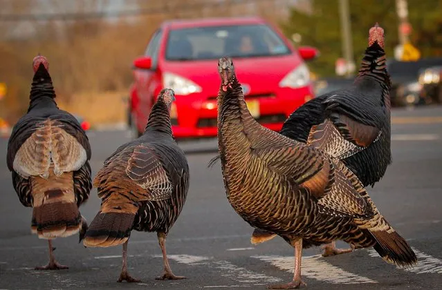Wild turkeys cross a street on the eve of Thanksgiving in Staten Island, New York, November 25, 2020. (Photo by Brendan McDermid/Reuters)