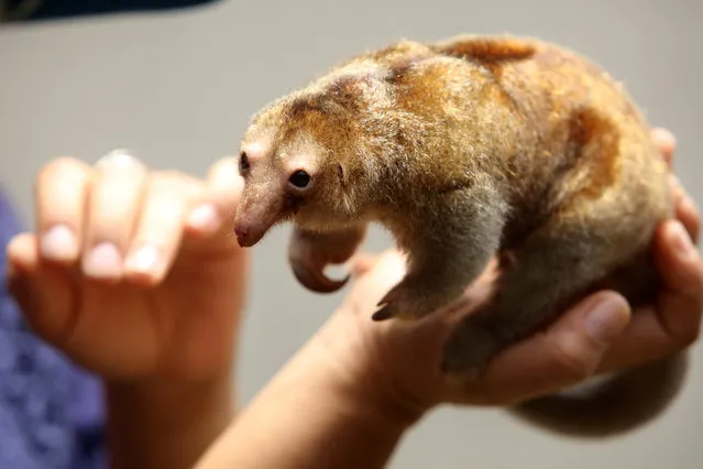 A veterinarian holds Freddy, a pygmy anteater  at the zoo park Huachipa during a press presentation in Lima. October 20, 2016. (Photo by Guadalupe Pardo/Reuters)