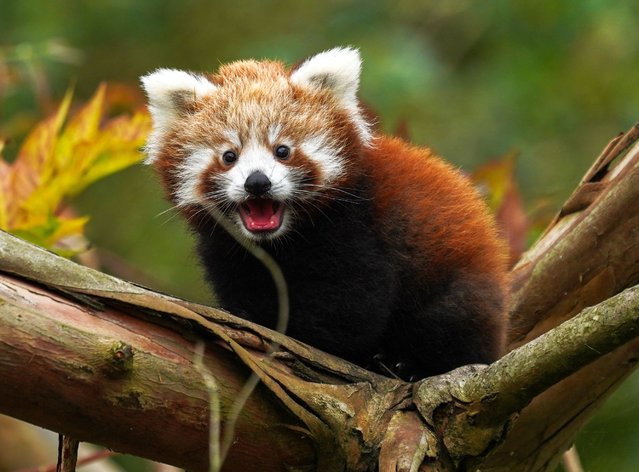 Hattie, a four-month-old red panda cub, explores her new surroundings after leaving the nest box where she was born at Whipsnade Zoo in Bedfordshire, UK on October 17, 2025. (Photo by E: anna.mcconachie@zsl.org)