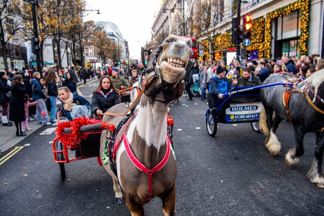 Horse-drawn carts and carriages in the capital for the London Christmas Drive on December 7, 2025. (Photo by Jill Mead/The Guardian)