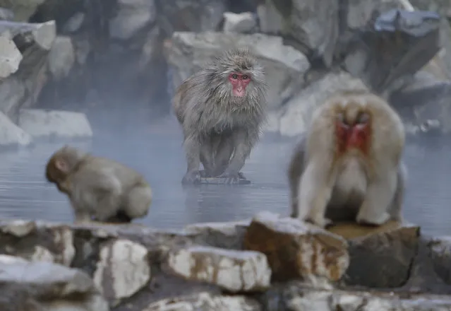 A Japanese macaque (or so called Snow Monkey) sits on a rock inside a hot spring at a valley in Yamanouchi town, Nagano prefecture, Japan, November 30, 2015. (Photo by Yuya Shino/Reuters)