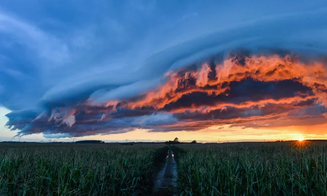 A photo made available 22 August 2016 of a formation of thunderstorm clouds being dramatically illuminated by the setting sun on a corn field in Petersdorf, Germany, late 21 August 2016. (Photo by Patrick Pleul/EPA)