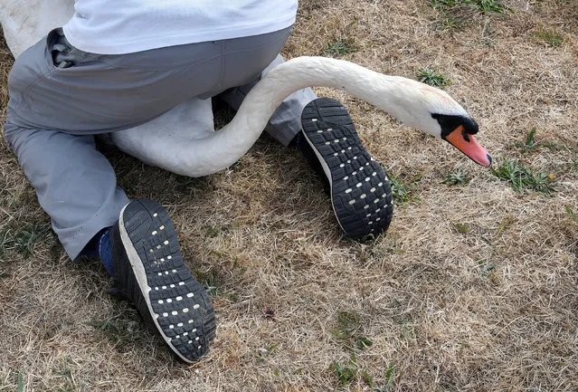 Officials record and examine cygnets and swans during the annual census of the Queen's swans, known as “Swan Upping”, along the River Thames near Chertsey, Britain, July 16, 2018. (Photo by Toby Melville/Reuters)