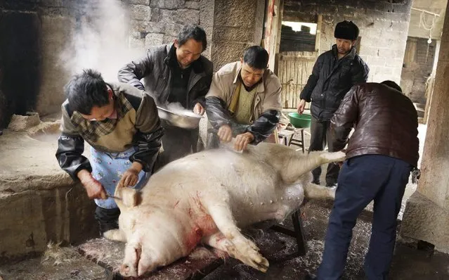 Villagers shave the hair from a pig as they slaughter it, to serve the meat to the family during the Chinese Lunar New Year, in Tangyue village of Pingba county, Guizhou province February 8, 2015. (Photo by Reuters/Stringer)