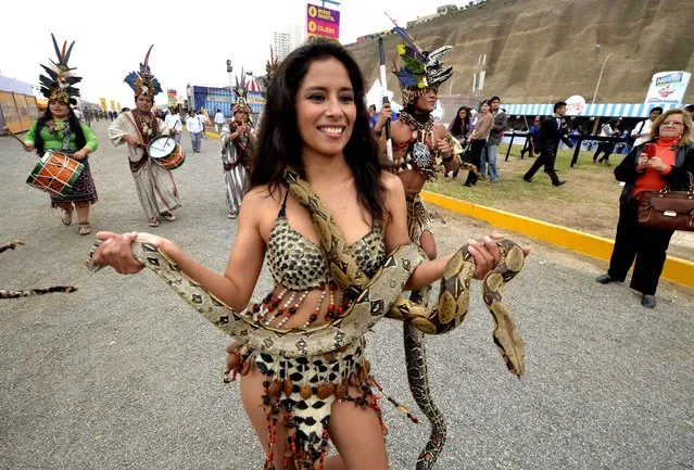 A dancer wearing an Amazonian attire and carrying two boa constrictors parades dancing with a touristic group at the gastronomic fair of Mistura, the largest in Latin America, which opened doors next to the Pacific Ocean on September 5, 2013 in Lima. The fair showcases about 130 restaurants and expects to attract over half a million visitors in the ten days it will run, aiming to promote food as a tool for sustainable development, social inclusion, and cultural identity. (Photo by Cris Bouroncle/AFP Photo)