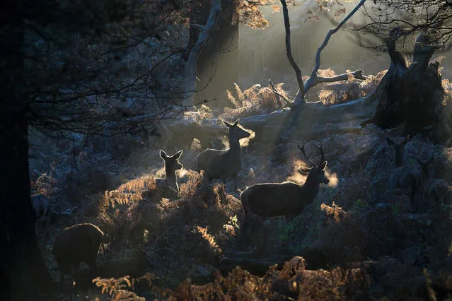 Frost covers the ground in Richmond park as deer graze on bracken at sunrise in south west London on November 29, 2016. (Photo by Justin Tallis/AFP Photo)