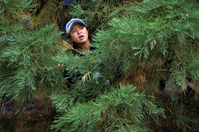 Sei Young Kim looks out from inside a tree after she hit her tee shot under the tree on the first hole the CPKC Women's Open golf tournament at Shaughnessy Golf & Country Club in Vancouver, Canada on August 26, 2023. (Photo by Bob Frid/USA TODAY Sports)