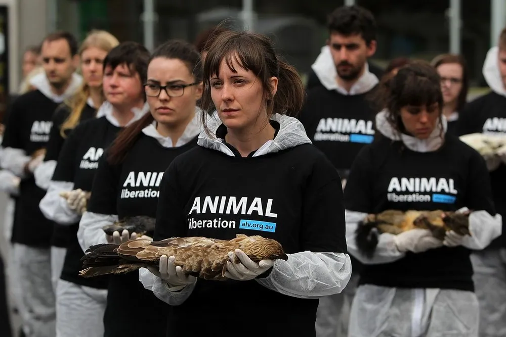 Animal Activists Hold Memorial for Dead Animals in Melbourne