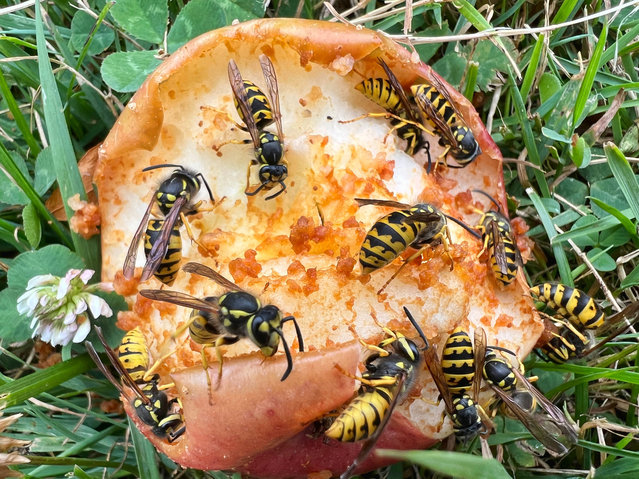 Eastern Yellowjacket Wasps (Vespula maculifrons) eat apples that have fallen from an apple tree in Toronto, Ontario, Canada, on September 09, 2023. (Photo by Creative Touch Imaging Ltd/NurPhoto/Rex Features/Shutterstock)