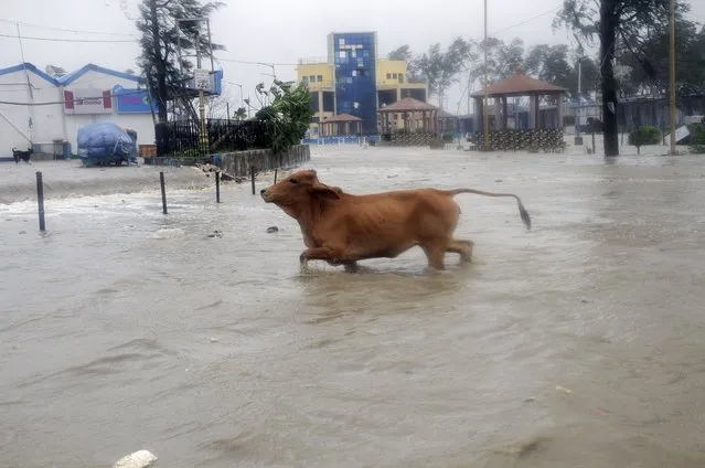 A cow runs through high tide water at the Digha beach on the Bay of Bengal coast as Cyclone Yaas intensifies in West Bengal state, India, Wednesday, May 26, 2021. Heavy rain and a high tide lashed parts of India's eastern coast as the cyclone pushed ashore Wednesday in an area where more than 1.1 million people have evacuated amid a devastating coronavirus surge. (Photo by Ashim Paul/AP Photo)