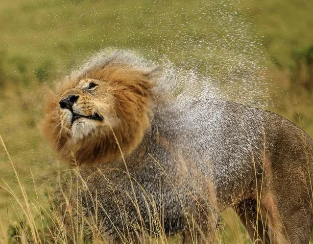 A lion aped shampoo advertisements as it shook off water after a downpour in the Masai Mara, Kenya in September 2023. (Photo by Gren Sowerby/Animal News Agency)