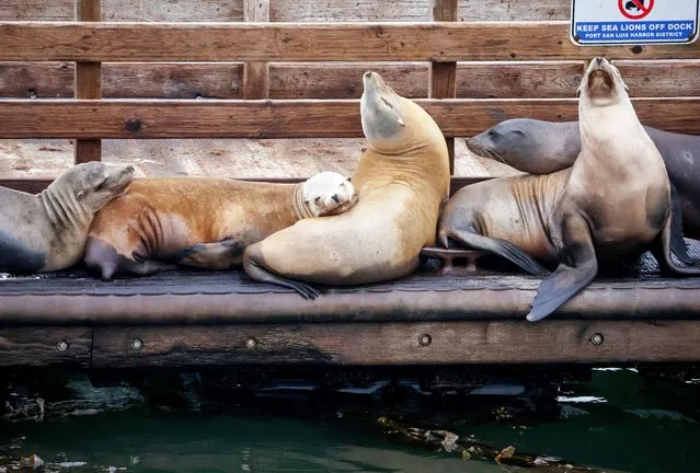 Sea lions rest on a floating dock in a Pacific Ocean marine area which is part of the proposed Chumash Heritage National Marine Sanctuary along California’s Central Coast, on September 21, 2023 near Avila Beach, California. The sanctuary would be the first national marine sanctuary in the country nominated by an Indigenous tribe and will protect ocean ecosystems, marine life and cultural sites while prohibiting energy development. Tribal members of the Chumash would also co-steward the 5,617-square-mile area with 134 miles of coastline as part of the Biden administration’s America the Beautiful conservation efforts to restore 30 percent of waters and lands in the U.S. by 2030. (Photo by Mario Tama/Getty Images)