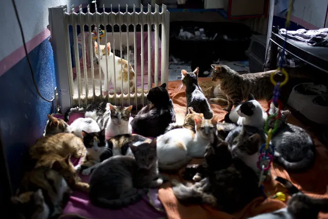 Feral cats lay near a stove to warm up in the shelter house for feral cats at the SPCA (Society for Prevention of Cruelty to Animals) in Jerusalem, Israel 06 January 2016. (Photo by Abir Sultan/EPA)