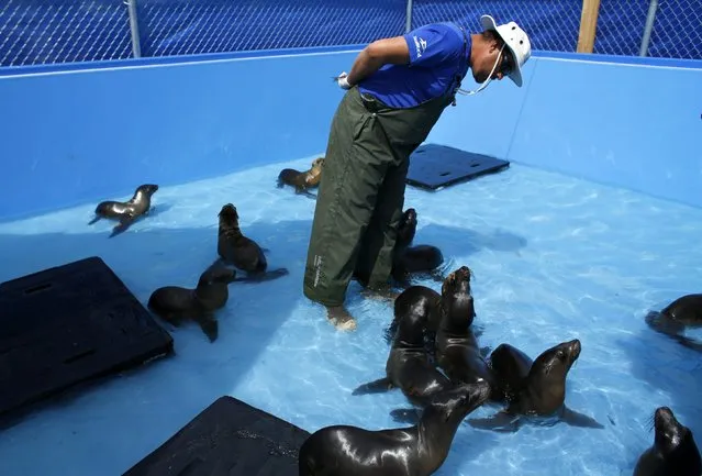 In one of two pools built specifically to deal with rescued sea lions at SeaWorld, an animal care specialist looks over malnourished sea lions at Sea World in San Diego, California March 17, 2015. (Photo by Mike Blake/Reuters)