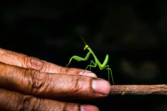 A green garden mantis has climbed on a man's hand and is behaving like a funny dog at Tehatta, West Bengal, India on October 15, 2023. The praying mantis are predatory insects that gets their name because they have very long folded forelegs held close together, and they are held in a position that reminds people of praying. There are about 1,800 species of praying mantids around the world. Praying mantids are carnivores, eating mainly insects and other small animals. Many gardeners and farmers welcome mantids because the insects they eat are often pests that hurt crops. In addition to insects such as crickets and grasshoppers, mantids eat spiders, frogs, lizards, and even small birds. (Photo by Soumyabrata Roy/NurPhoto via Getty Images)