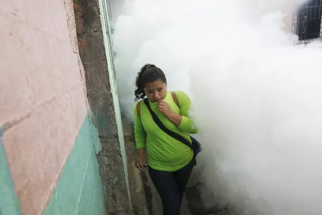 A woman protects herself from fog as city health workers fumigate the Guadalupe community as part of preventive measures against the Zika virus and other mosquito-borne diseases in Santa Tecla, El Salvador February 3, 2016. (Photo by Jose Cabezas/Reuters)