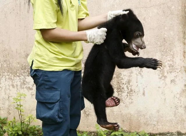 A wildlife department official holds a Malayan sun bear for the media at its head office in Kuala Lumpur, March 24, 2015. It was among other animals estimated to be worth $20,000, including juvenile eagles and a slow loris, seized by the wildlife department during an operation against illegal wildlife traders earlier this month. The illegal wildlife trade is estimated to be $8 billion a year worldwide, according to TRAFFIC, a wildlife trade monitoring network. (Photo by Olivia Harris/Reuters)