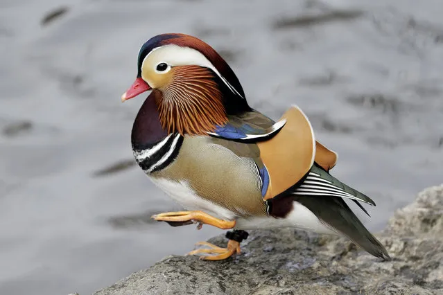 A Mandarin duck walks in Central Park in New York, Wednesday, December 5, 2018. In the weeks since it appeared in Central Park, the duck has become a celebrity. (Photo by Seth Wenig/AP Photo)