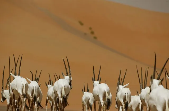 Arabian Oryx walk at the Arabian Oryx Sanctuary in Umm Al-Zamool, some 290 kilometres south of Abu Dhabi near the Saudi Arabia-UAE border, on April 10, 2015. The sanctuary stretches over an estimated area of 8,900 square kilometres and currently hosts nearly 155 of the species, which were reintroduced into the its natural habitat in the UAE in a five-year conservation plan launched by UAE's late ruler Sheikh Zayed bin Sultan Al Nahyan, after fears of their extinction. (Photo by Karim Sahib/AFP Photo)