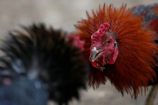 Two cocks are trained for a fight in a village in Nakhon Sawan province, Thailand January 10, 2017. (Photo by Chaiwat Subprasom/Reuters)