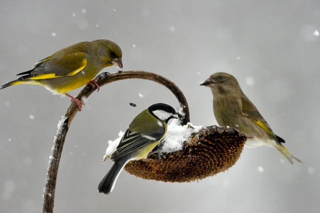 A great tit (C) and two European greenfinches pick seeds from a withered sunflower during heavy snowfalls near Pilisszentkereszt, some 30 kms northwest of Budapest, Hungary, 05 January 2019. (Photo by Attila Kovács/EPA/EFE)