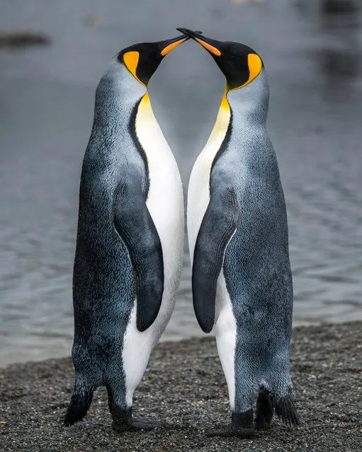 Two penguins lean in for what looks like an affectionate kiss, on March 19, 2015 in South Georgia Island. (Photo by Andrew Orr/Barcroft Images)