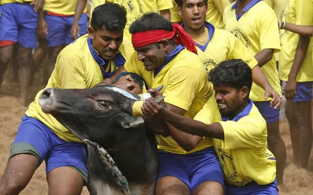 Bull tamers try to control a bull during the bull-taming sport called Jallikattu, in Palamedu, about 575 kilomters (359 miles) south of Chennai, India, Tuesday, January 15, 2013. (Photo by Arun Sankar K./AP Photo)