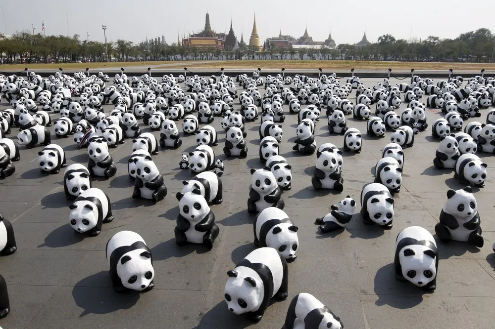 Panda Mob
