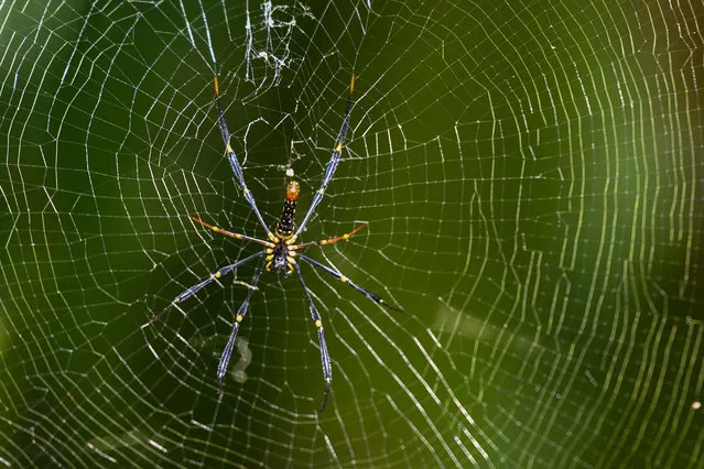 A spider builds its web in a swamp at Pasir Ris park in Singapore on January 19, 2023. (Photo by Roslan Rahman/AFP Photo)